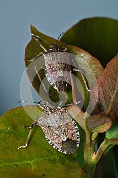 Brown marmorated stink bug (Halyomorpha halys)